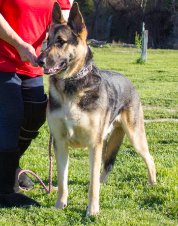 German Shepherd Dog in training class