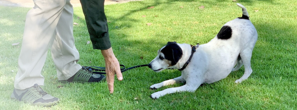 Jack Russell Terrier doing a bow with a hand signal