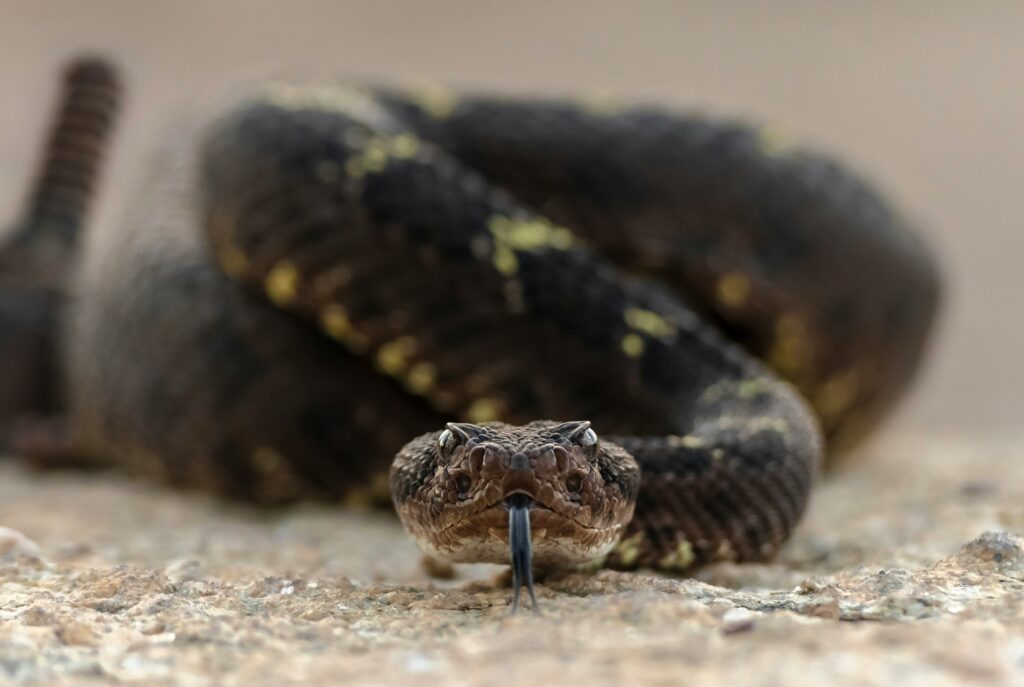 Rattlesnake ready to strike
