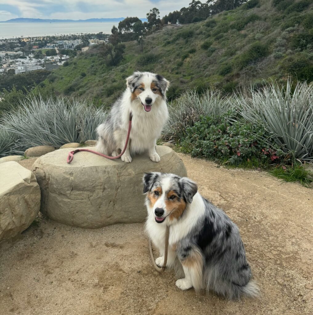 Two dogs on a hike in the mountains In California