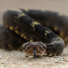 Rattlesnake ready to strike